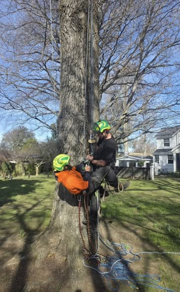 Two JJ's Tree Services arborists practising aerial rescue techniques in a large tree in Canterbury