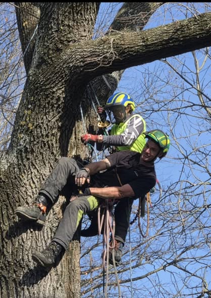 JJ’s Tree Services arborist pruning branches high in a mature tree, North Canterbury