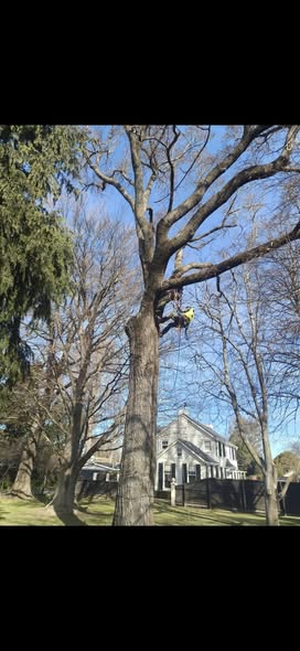 JJ’s Tree Services climber secured high in a bare tree during sectional tree removal work