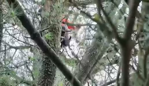 JJ's Tree Services arborist cutting in dense pine canopy, chainsaw work in progress