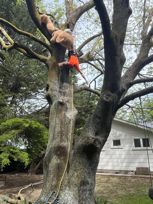 JJ's Tree Services arborist hanging upside down retrieving a giant teddy bear stuck in a tree