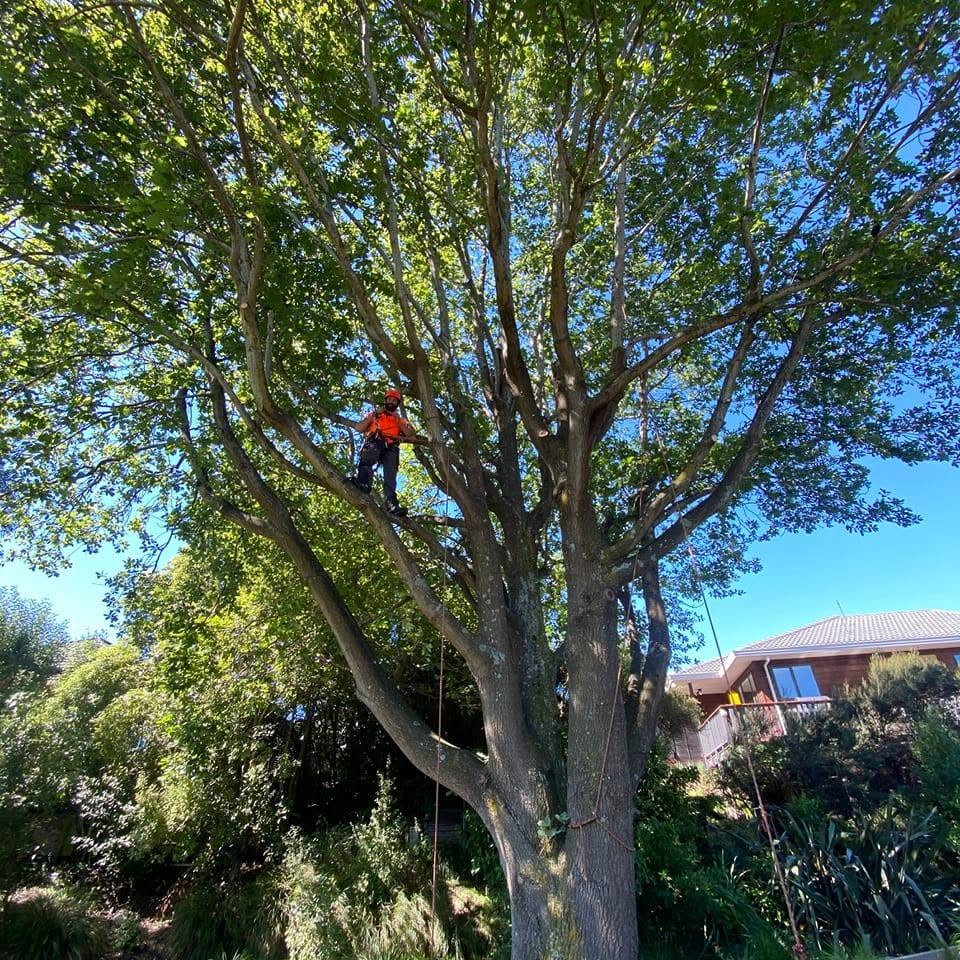 JJ's Tree Services arborist in hi-vis orange high in a leafy Christchurch tree against blue sky — hero image