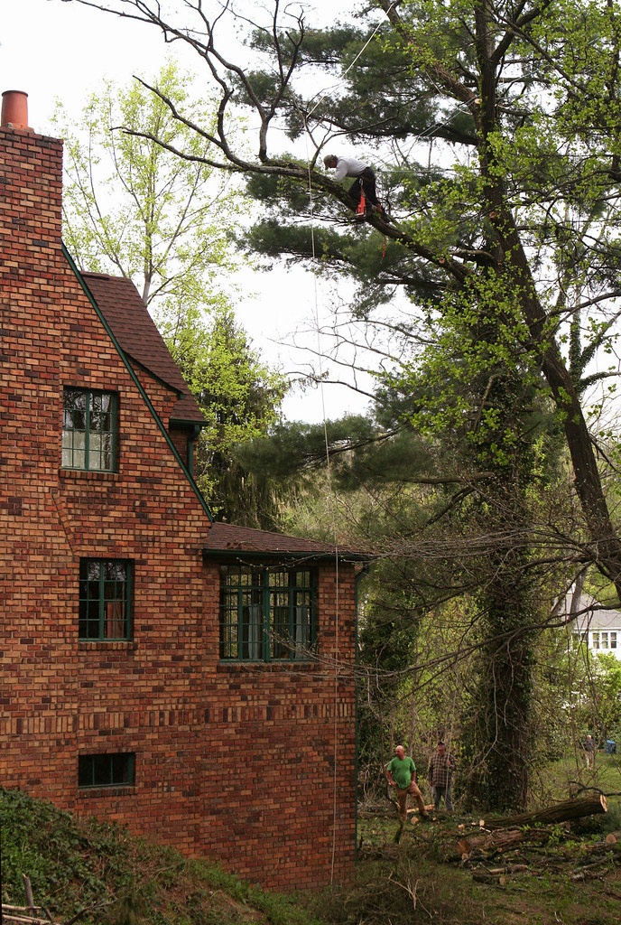 Arborist rigging a heavy limb over a brick house while ground crew assist with ropes