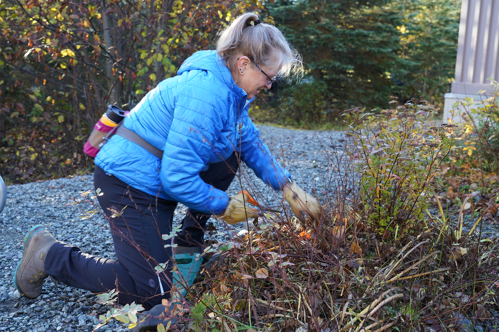 Gardener kneeling and clearing an overgrown garden bed with secateurs during a garden clean-up