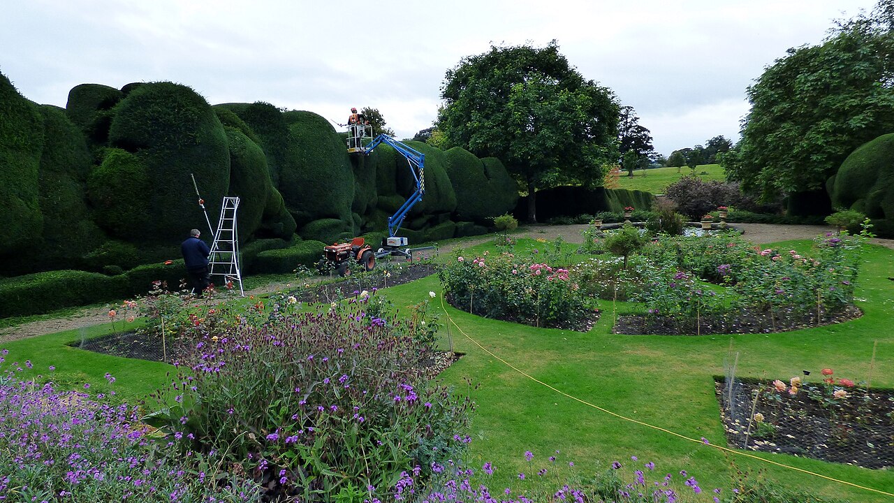Crew trimming giant topiary hedges with ladders and a cherry picker