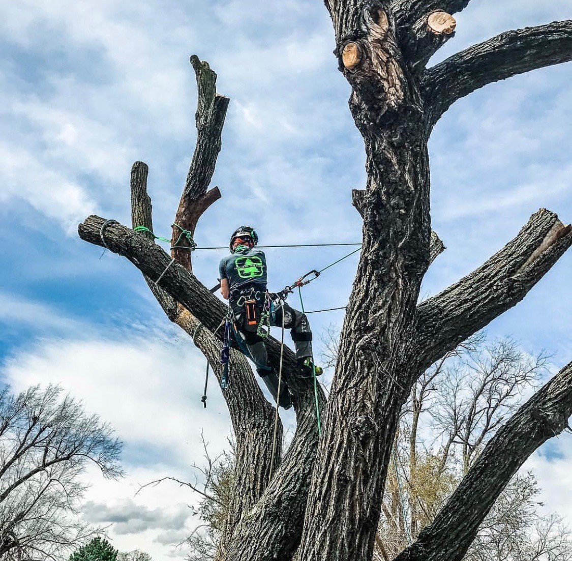 Professional arborist with climbing ropes dismantling a large tree section by section